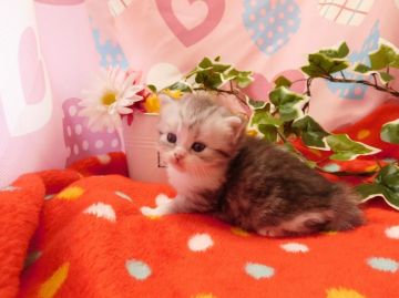 ミヌエット【福岡県・女の子・2016年8月4日・シルバータビー&ホワイト（セミロング）】の写真「」