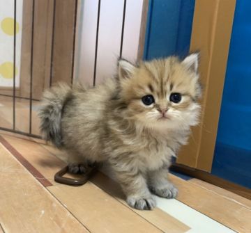 ペルシャ(チンチラ)【福岡県・女の子・2020年6月28日・チンチラゴールデン】の写真「超❤可愛いふわふわちゃん」