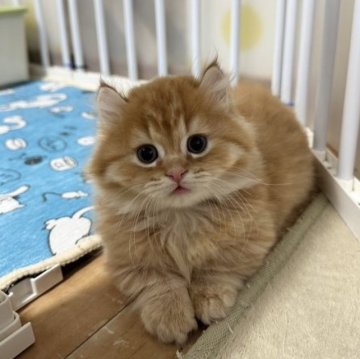 マンチカン(短足)【福岡県・男の子・2023年10月1日・レッド（セミロング）】の写真「お目めクリクリ！カール耳の短足ボーイ」