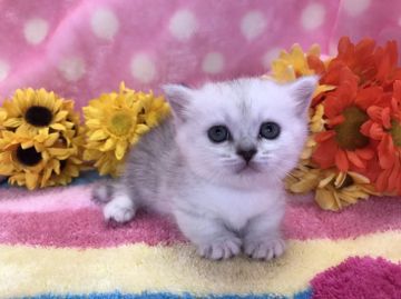 ミヌエット【福岡県・女の子・2017年6月23日・ブルータビー&ホワイト】の写真「パパそっくり！珍しいカラーの短足ちゃん♬」