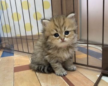 ペルシャ(チンチラ)【福岡県・女の子・2020年6月28日・チンチラゴールデン】の写真「超❤可愛いふわふわちゃん」