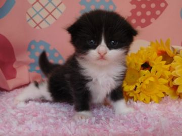 マンチカン【福岡県・男の子・2016年7月7日・ブラック&ホワイト】の写真「七夕生まれのクロネコさん♥」