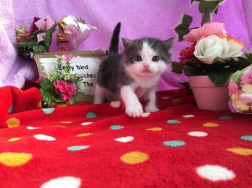 マンチカン【福岡県・男の子・2016年2月22日・ブラックスモーク&ホワイト（ショート）】の写真「ニャンニャンニャンの日に産まれた王子くん♥」