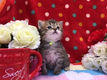 マンチカン(長足)【福岡県・男の子・2018年4月4日・ブラウンタビー】の写真「長足のモコモコくん」