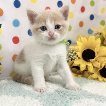 マンチカン(長足)【福岡県・女の子・2024年6月12日・クリームタビーホワイト】の写真「人懐こい元気いっぱいのマンチカン！」