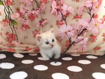 マンチカン【福岡県・男の子・2017年2月10日・レッドタビー&ホワイト】の写真「やんちゃな短足くん💛」