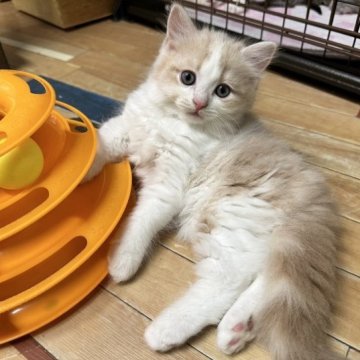 マンチカン(長足)【福岡県・男の子・2023年6月7日・クリームタビー&ホワイト】の写真「綺麗なハチワレ！美猫くん」