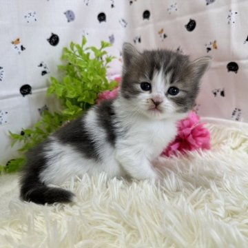 マンチカン(長足)【福岡県・男の子・2024年4月12日・ブルータビーホワイト】の写真「今後ますます可愛くなってまいります❤️」