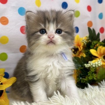 マンチカン(長足)【福岡県・男の子・2024年7月4日・ブルータビーホワイト】の写真「ふわふわ可愛いマンチカン」