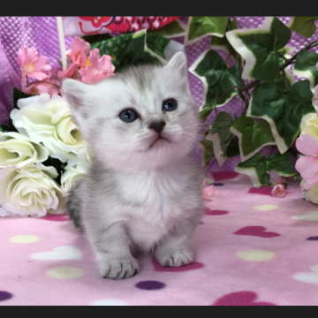 ミヌエット【福岡県・女の子・2018年3月9日・シルバータビー】の写真「短足のショートヘアちゃん💛」