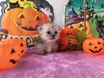 マンチカン【福岡県・女の子・2016年9月12日・シルバータビー&ホワイト】の写真「」