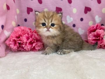 ペルシャ(チンチラ)【福岡県・男の子・2021年3月6日・チンチラゴールデン】の写真「とっても可愛いチンチラ君💛」