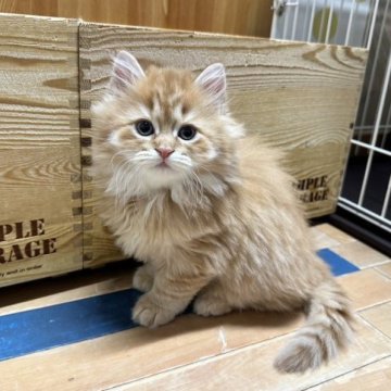 マンチカン(長足)【福岡県・男の子・2023年10月1日・レッド（セミロング）】の写真「お目めクリクリ！可愛いお顔立ちの長足ボーイ」