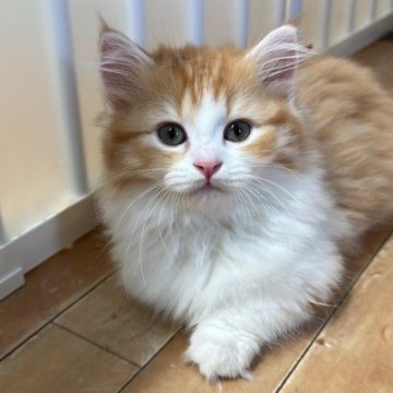 マンチカン(短足)【福岡県・女の子・2023年6月20日・レッドタビー&ホワイト】の写真「ムチムチコロコロの短足姫❤️」