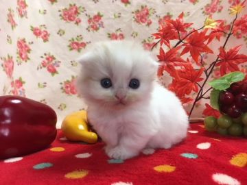 マンチカン【福岡県・男の子・2017年10月5日・カメオタビー&ホワイト】の写真「モコモコまん丸、可愛い短足ボーイ」