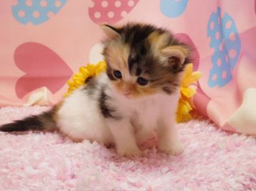 マンチカン【福岡県・女の子・2016年7月6日・キャリコ】の写真「三毛猫好きにはたまらない可愛さです！」