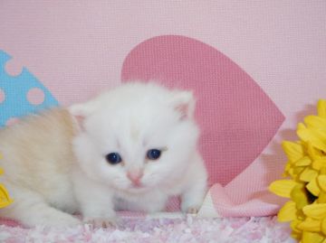 マンチカン【福岡県・男の子・2016年7月6日・クリームタビー&ホワイト】の写真「スーパー短足くん♥」