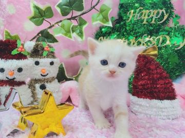 マンチカン【福岡県・男の子・2016年10月26日・クリームタビー&ホワイト】の写真「食いしん坊の可愛い男の子💛」