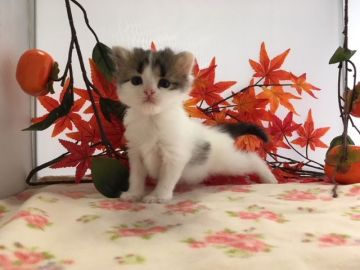 ミヌエット【福岡県・女の子・2018年8月2日・ブラウンタビー&ホワイト】の写真「優しいお顔立ちのカワイ子ちゃん」