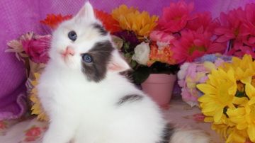 マンチカン【福岡県・女の子・2016年3月18日・キャリコ】の写真「絹のような被毛の可愛い仔」