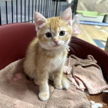 マンチカン(長足)【福岡県・女の子・2023年7月22日・レッドタビー（ショート）】の写真「ご見学日に連れて帰る事ができます😊」