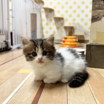 マンチカン(短足)【福岡県・男の子・2023年6月7日・ブラウンタビー&ホワイト】の写真「ムチムチコロコロの短足ボーイ」