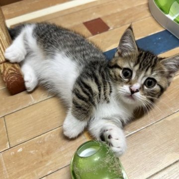 マンチカン(短足)【福岡県・男の子・2023年6月20日・ブラウンタビー&ホワイト】の写真「ムチムチコロコロの短足ボーイ❤️」