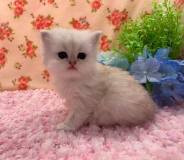 ペルシャ(チンチラ)【福岡県・女の子・2019年12月7日・チンチラシルバー】の写真「お顔立ちも健康も花まるさんです！」
