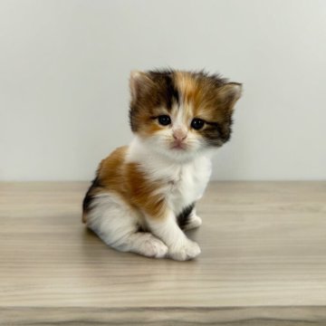 マンチカン(長足)【福岡県・女の子・2024年5月10日・キャリコ】の写真「今後ますます可愛くなってまいります❣️」