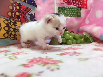 マンチカン【福岡県・女の子・2017年4月6日・キャリコ】の写真「２か月の医療保険をすべての子たちにおつけしています」