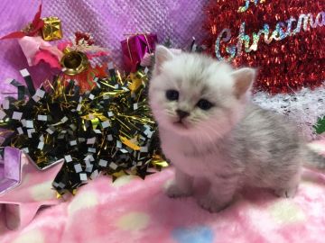 マンチカン【福岡県・女の子・2016年11月8日・シルバータビー&ホワイト（セミロング）】の写真「おっとりちゃんの長足姫💛」