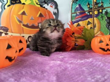 マンチカン【福岡県・男の子・2016年9月12日・ブラウンタビー&ホワイト】の写真「おっとりさんの短足男の子♥」