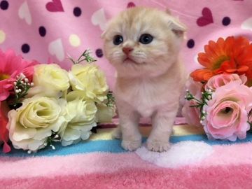 マンチカン【福岡県・女の子・2017年12月19日・レッドタビー&ホワイト】の写真「お目目クリクリ可愛い長足ちゃん」
