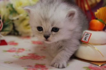 ミヌエット【福岡県・女の子・2017年11月25日・シルバータビー】の写真「可愛いお顔立ちのミヌエット長足ちゃん」