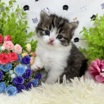 マンチカン(長足)【福岡県・男の子・2024年4月12日・ブラウンタビーホワイト】の写真「今後ますます可愛くなって参ります❤️」