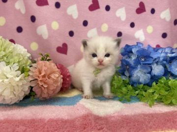 ラグドール【福岡県・男の子・2022年4月30日・ブルーポイントバイカラー】の写真「今後ますます可愛くなってまいります☆」