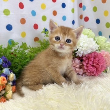 マンチカン(長足)【福岡県・男の子・2023年7月22日・レッドタビー（ショート）】の写真「たくさんのお問い合わせお待ちしております😊」