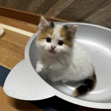 マンチカン(長足)【福岡県・女の子・2024年5月10日・キャリコ】の写真「今後ますます可愛くなってまいります❣️」