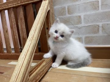 ラグドール【福岡県・男の子・2022年4月30日・ブルーポイントバイカラー】の写真「今後ますます可愛くなってまいります☆」