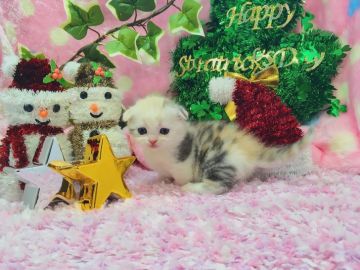 マンチカン【福岡県・女の子・2016年10月26日・ブルーパッチドタビー&ホワイト】の写真「とっても珍しいカラーの小柄短足姫💛」