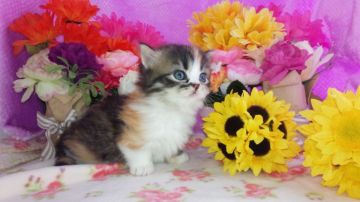 マンチカン【福岡県・女の子・2016年3月18日・キャリコ】の写真「もこもこ元気姫♥」