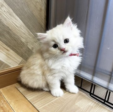 ミヌエット(長足)【福岡県・男の子・2024年6月15日・カメオタビーホワイト】の写真「気品高いミヌエット」