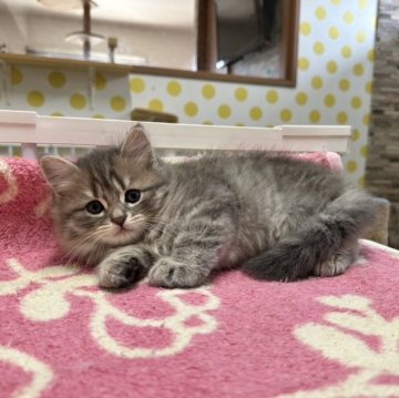 マンチカン(長足)【福岡県・男の子・2023年6月7日・ブルータビー】の写真「今後ますます可愛くなりますよ😊」