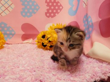 マンチカン【福岡県・女の子・2016年7月6日・シルバーパッチドタビー&ホワイト】の写真「珍しいカラーが魅力の長足女の子♥」