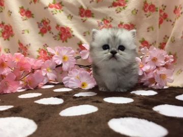 マンチカン(短足)【福岡県・女の子・2018年2月21日・シルバータビー&ホワイト】の写真「極短足❤まるまるコロコロ！可愛いです♬」