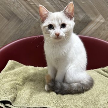 マンチカン(長足)【福岡県・女の子・2024年3月14日・リンクスポイント】の写真「とても綺麗なカラー🩷」