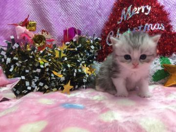 マンチカン【福岡県・男の子・2016年11月8日・シルバータビー&ホワイト（セミロング）】の写真「優しいお顔立ちの長足君♪」