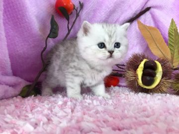 ミヌエット【福岡県・女の子・2018年10月4日・シルバータビー&ホワイト】の写真「まん丸お顔の可愛い女の子💛」