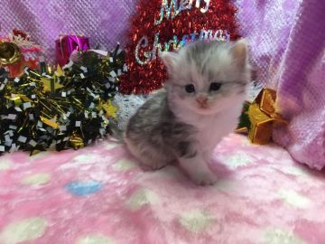 マンチカン【福岡県・女の子・2016年11月8日・シルバーパッチドタビー&ホワイト（ロングヘア）】の写真「綺麗なカラーの美人姫💛」