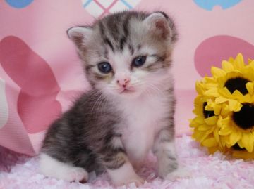 マンチカン【福岡県・女の子・2016年7月6日・シルバータビー&ホワイト】の写真「美人な長足の女の子♥」